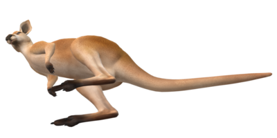 Kangaroo isolated on a Transparent Background png