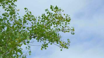 Green tree leaves sway in wind against cloudy sky. video