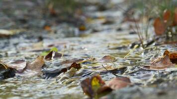 Stream in autumn on surface of which lies fallen leaves. Close-up. video