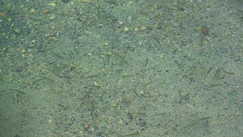 Small group of small fish in sandy shallow water. video