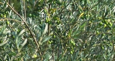 Drohne Flug Über ein groß Olive Hain im Kroatien im Sommer- video