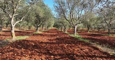 Drone flight inside a large olive grove in Croatia in summer video