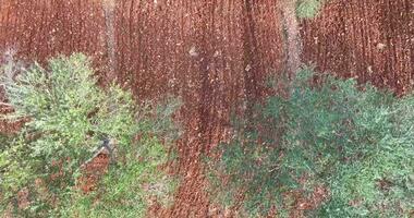 drone vol plus de une grand olive bosquet dans Croatie dans été video