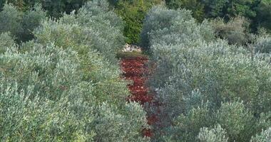 Drohne Flug Über ein groß Olive Hain im Kroatien im Sommer- video