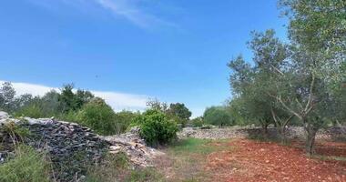 dar vlucht binnen een groot olijf- bosje in Kroatië in zomer video