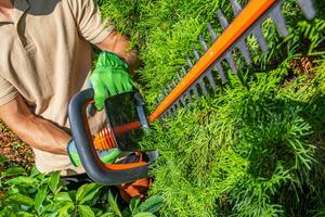 Trimming Thuja Using Powerful Trimmer Close up photo