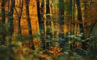 Scenic Golden Colorful Woodland Landscape photo