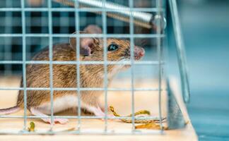 House Mouse Inside the Metal Made Cage photo