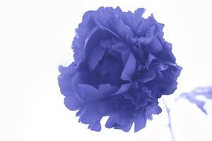 Bunch of violet blue pion flowers in a summer meadow background. Demonstrating the colors of 2022 - Very Peri photo