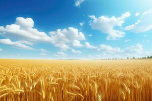 Wheat field and blue sky with clouds. Rich harvest Concept, Golden wheat field landscape view on a sunny day, AI Generated photo