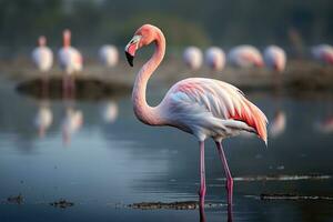 mayor flamenco Phoenicopterus rubor, mayor flamenco Phoenicopterus rosa, ai generado foto