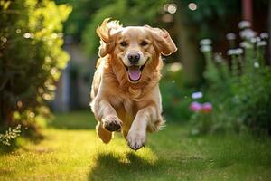 retrato de un dorado perdiguero perro saltando en el jardín, dorado perdiguero perro jugando con un pelota en el jardín, ai generado foto