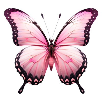 Pink Butterfly PNGs for Free Download