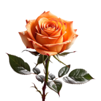Beautiful Orange Rose Flower Isolated on Transparent Background. AI Generative png
