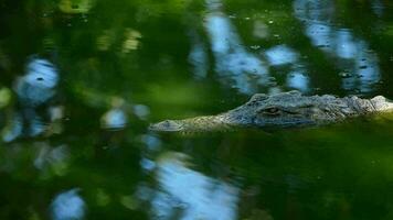 krokodil eller alligator simning i flod av naturlig parkera video