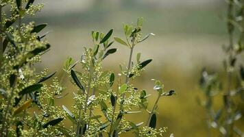 Olive branch close up video