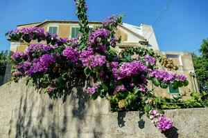 purple flowers growing on a stone wall near a house photo