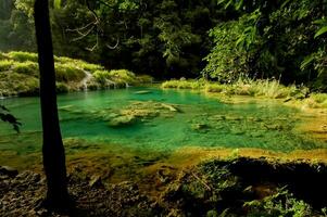 the green water of the river is surrounded by trees photo