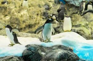 un grupo de pingüinos foto