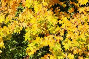 Background with yellow leaves photo