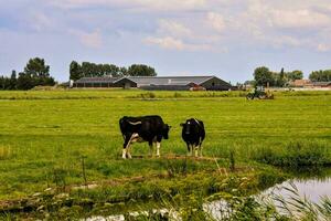 Two cows eating grass photo