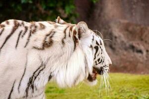 un blanco Tigre foto