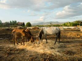 caballos a un granja foto