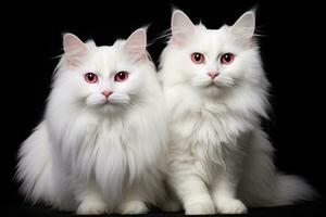 dos blanco gatos con rojo ojos en un negro antecedentes. estudio disparo, dos blanco gatos en un negro antecedentes con un sitio para tu texto, ai generado foto