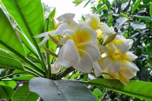 Detail of white flowers photo