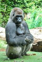 An attentive gorilla photo