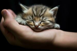 siberiano gatito dormido en humano mano en un negro fondo, el gatito duerme en mi palmera, ai generado foto