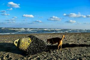 Dog on the beach photo