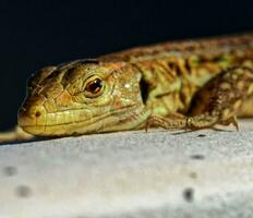 de cerca de un reptil cabeza foto