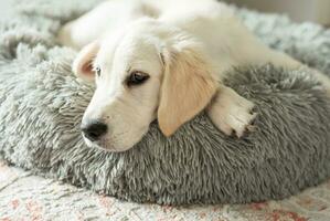 A puppy of a golden retriever is resting in a dog bed. photo