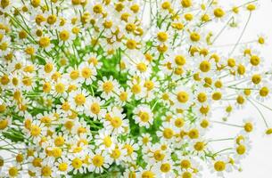 Bouquet of Chamomiles photo