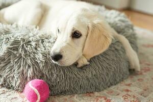 A puppy of a golden retriever is resting in a dog bed. photo