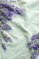 Fresh lavender flowers on a fabric background. photo