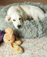 A puppy of a golden retriever is resting in a dog bed. photo