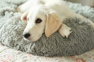 A puppy of a golden retriever is resting in a dog bed. photo