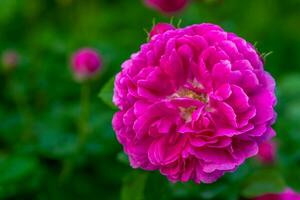 Pink rose flowers in garden photo