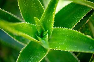 Aloe vera plant close up photo