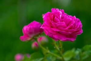 Pink rose flowers in garden photo