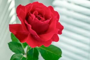 Rose flower on the window photo