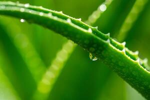 Aloe vera plant close up photo