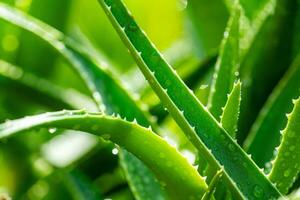 Aloe vera plant close up photo