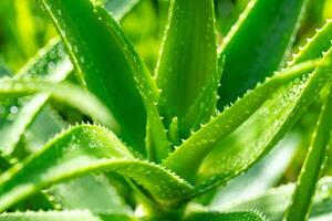 Aloe vera plant close up photo