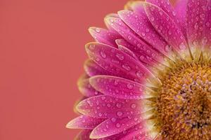 Pink Daisy gerbera Flower Close up photo