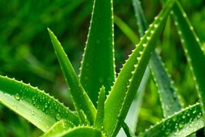 Aloe vera plant close up photo