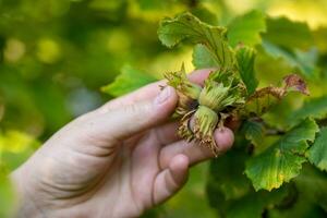 Picking hazelnut from tree photo