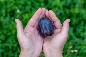 Fresh plum fruit in hands photo